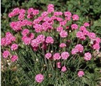 Engels gras (Armeria maritima 'Splendens Perfecta')