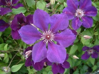 Bosrank (Clematis 'Gipsy Queen')