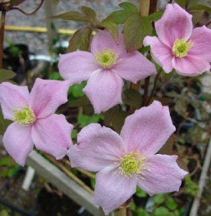 Bosrank (Clematis montana 'New Dawn')