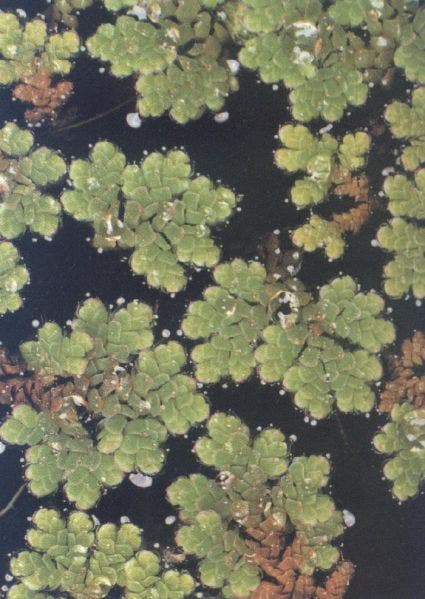 Kleine kroosvaren (Azolla caroliniana)