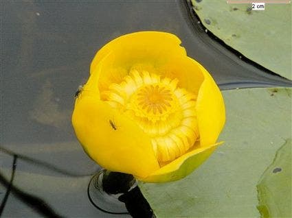 Gele plomp (Nuphar lutea)