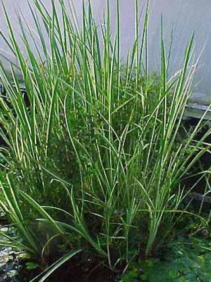 Kalmoes (Acorus calamus)