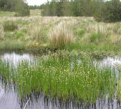 Waterbies (Eleocharis palustris)