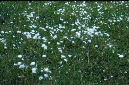 Veenpluis (Eriophorum angustifolium)