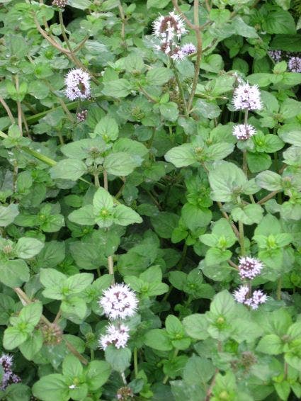 Watermunt (Mentha aquatica)