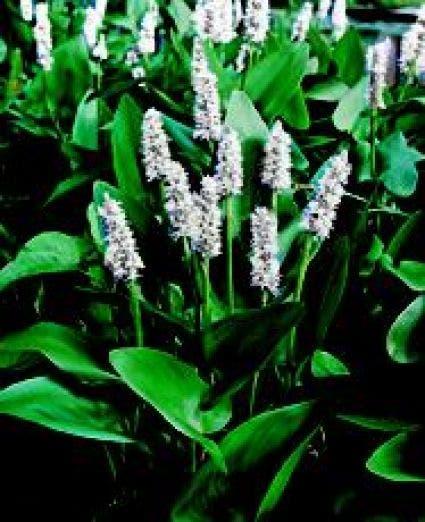 Wit snoekkruid (Pontederia cordata 'Alba')