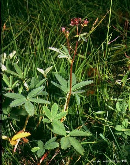 Wateraardbei (Potentilla palustris)