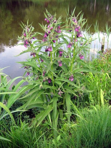 Smeerwortel (Symphytum officinale)