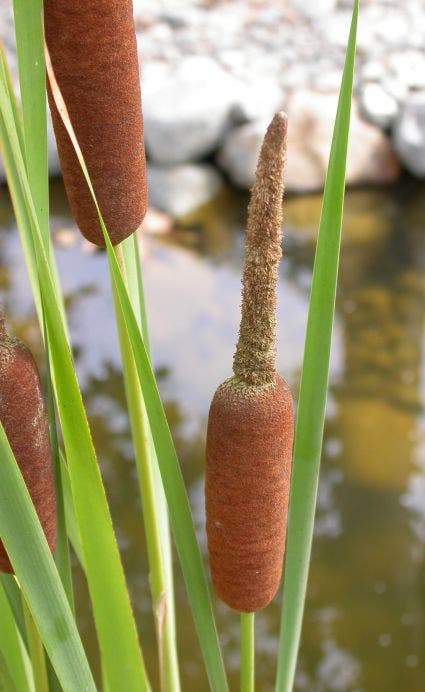 Kleine lisdodde (Typha angustifolia)