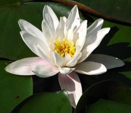 Waterlelie (Nymphaea 'Alba')