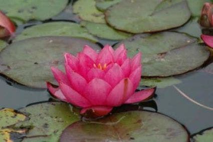 Waterlelie (Nymphaea 'James Brydon')