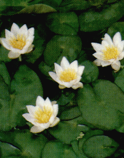 Waterlelie (Nymphaea 'Pygmaea Alba')