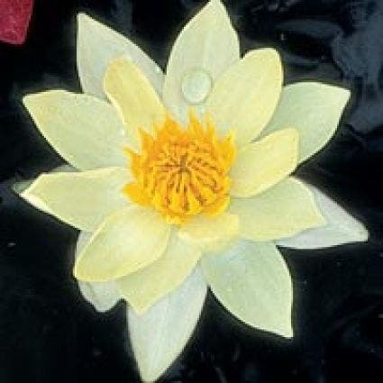 Waterlelie (Nymphaea 'Pygmaea Helvola')