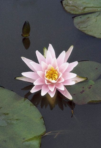 Waterlelie (Nymphaea 'Rose Arey')