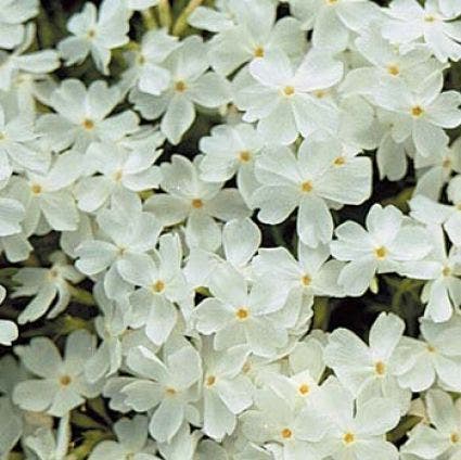 Kruipphlox (Phlox subulata 'White Delight')