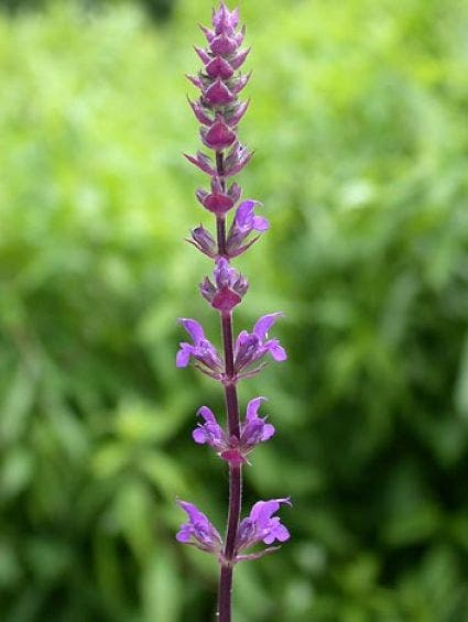 Salie (Salvia nemorosa 'Caradonna')