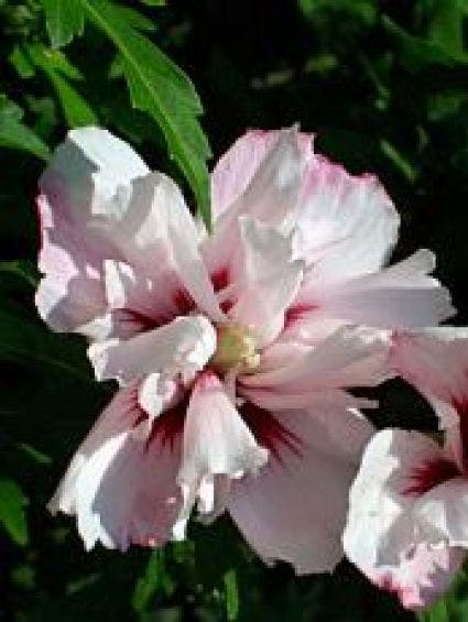 Altheastruik (Hibiscus syriacus 'Leopoldii')