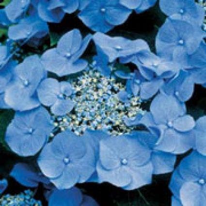 Hortensia (Hydrangea macrophylla 'Teller Blue')