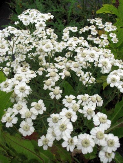 Duizendblad (Achillea ptarmica 'Nana Compacta')