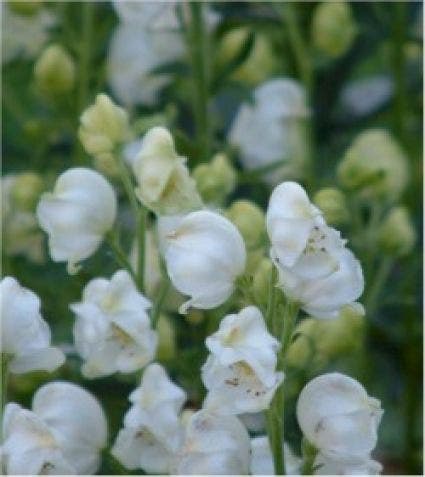 Monnikskap (Aconitum napellus 'Album')