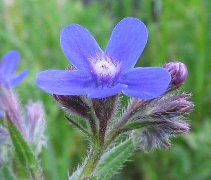 Ossetong (Anchusa azurea)