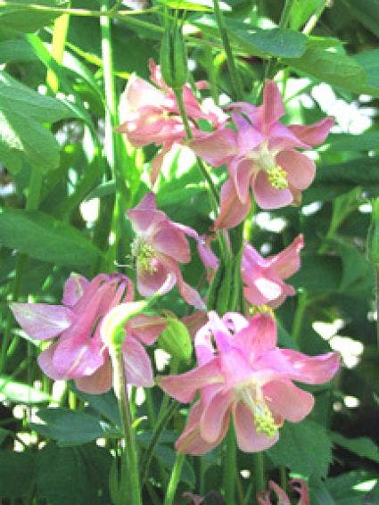 Akelei (Aquilegia vulgaris 'Heidi')