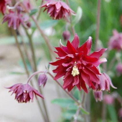 Akelei (Aquilegia vulgaris 'Ruby Port')