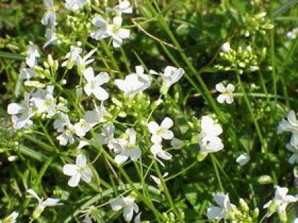 Randjesbloem/Rijstebrei (Arabis procurrens 'Glacier')