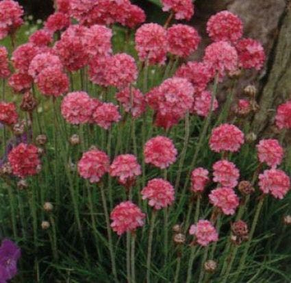 Engels gras (Armeria maritima 'Rosea')