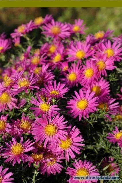 Aster (Aster 'Alice Haslam')