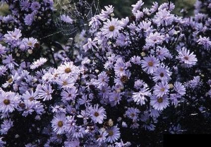 Aster (Aster novi-belgii 'Porzellan')