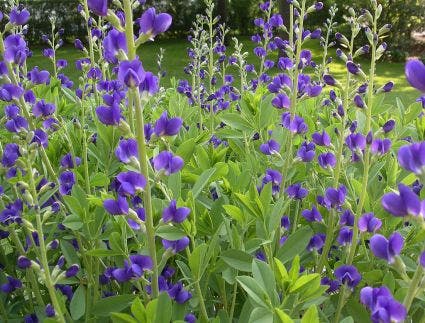 Valse Indigo (Baptisia australis)