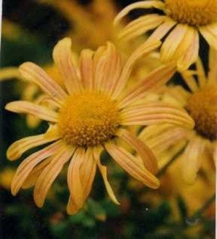 Herfstchrysant (Chrysanthemum 'Mary Stoker')