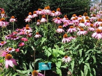 Zonnehoed (Echinacea purpurea)