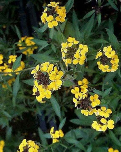 Muurbloem (Erysimum 'Yellow Bird')