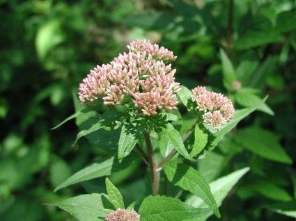 Leverkruid (Eupatorium cannabinum)