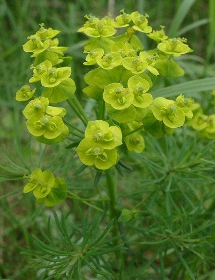 Wolfsmelk (Euphorbia cyparissias)