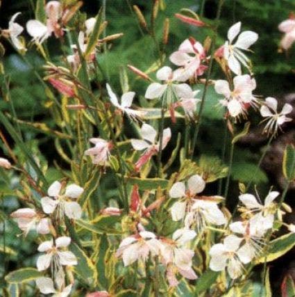 Prachtkaars Lindheimerskaars (Gaura lindheimeri 'Corrie's Gold')