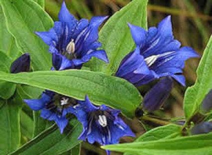 Gentiaan (Gentiana asclepiadea)