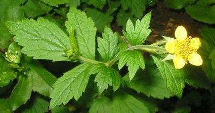 Gewoon nagelkruid (Geum urbanum)