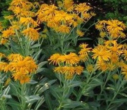 Zonnekruid (Helenium hoopesii)