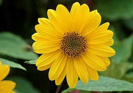 Zonnebloem (Helianthus decapetalus 'Capenoch Star')