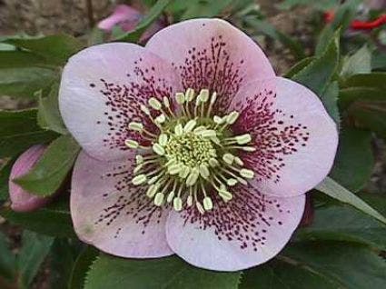 Nieskruid (Helleborus orientalis 'Spotted Hybrids')