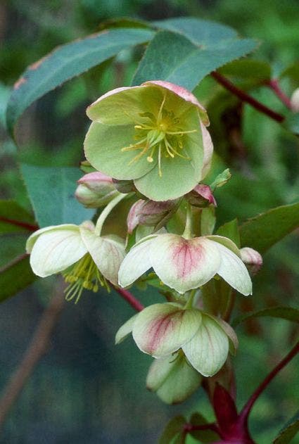 Nieskruid (Helleborus sternii)