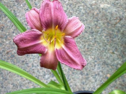 Daglelie (Hemerocallis 'Prairie Blue Eyes')