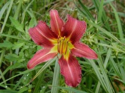 Daglelie (Hemerocallis 'Purple Waters')