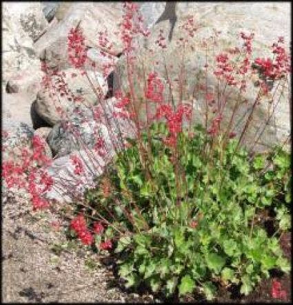 Purperklokje (Heuchera sanguinea 'Leuchtkaefer')