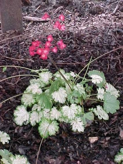 Purperklokje (Heuchera sanguinea 'Snow Storm')