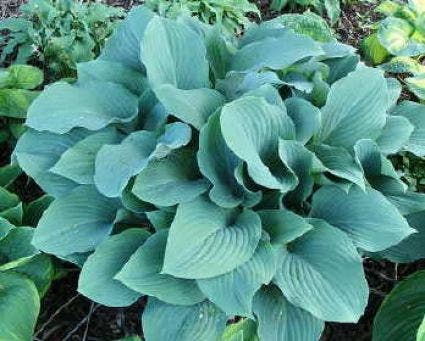 Funkia/Hartlelie (Hosta 'Krossa Regal')