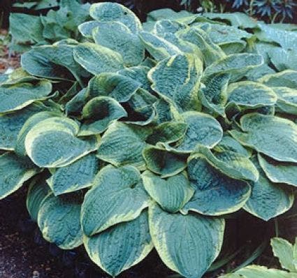 Funkia/Hartlelie (Hosta 'Christmas Tree')